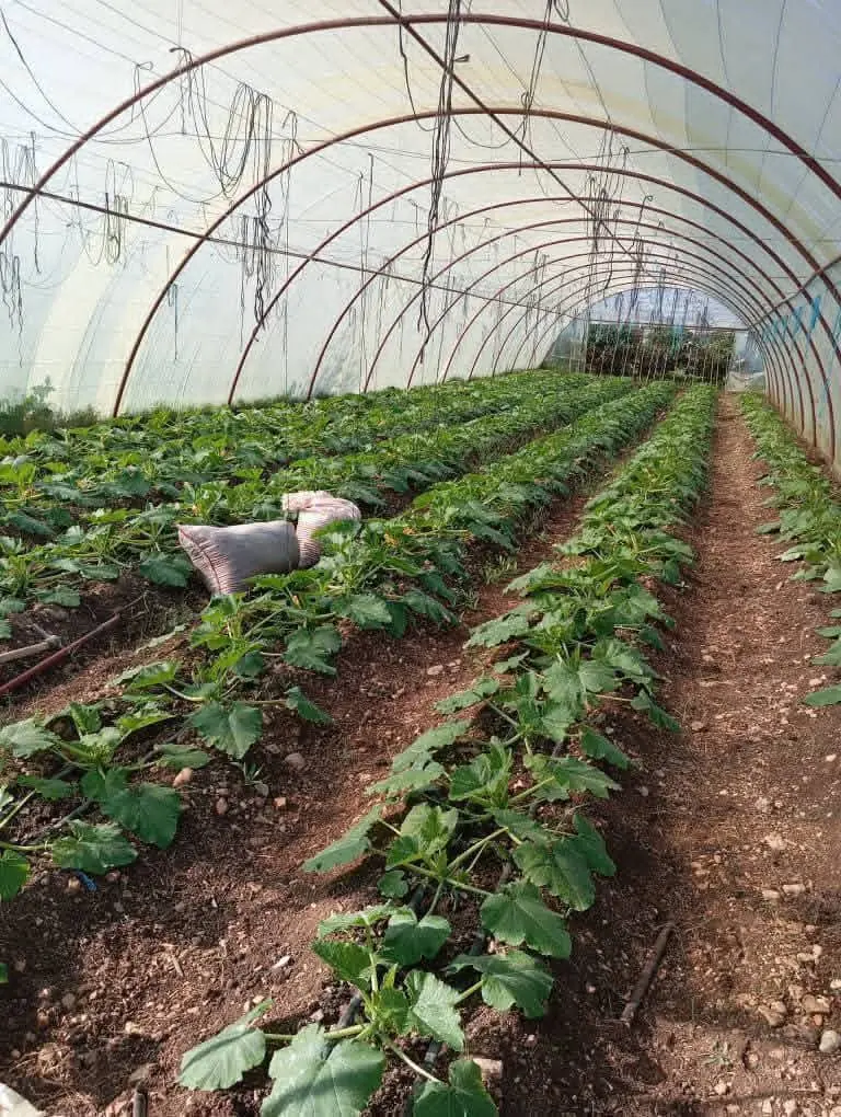 syria house property sale ready to move lattakia br image